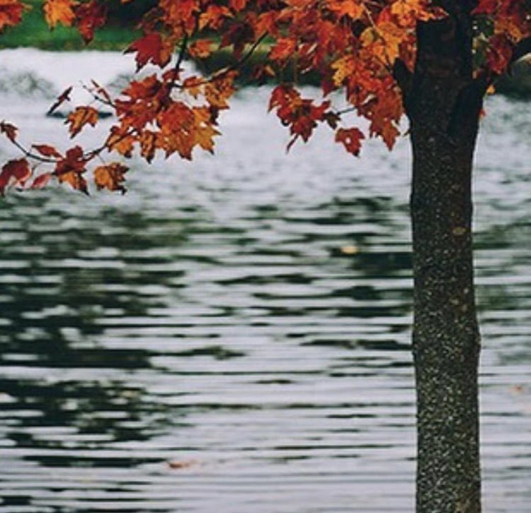 OmniCarolinas's tweet photo. Hello to November and happy Monday!๐
๐ธ: @iclicxofficial @visitlakenorman
#fallinlkn #visitlakenorman #visitnc #falldaysarehere #capturelkn https://t.co/BnJifCM2GB