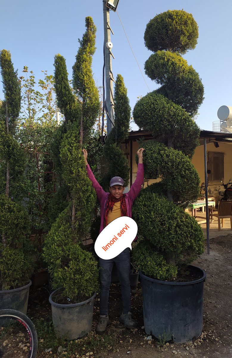 HasCicekFidan's tweet photo. (Limon Servi)
Latince :Cupressus macrocarpa
🌳🌳Has Çiçekçilik 🌳🌳
🍁🍁tüm arap ülkelerine ihracat🍁🍁
🌷🌷🌷🌷🌷🌲🌲🌲💯
🌿☘25 yıllık Tecrübemizle🌿🌿
Tel: 0 324 454 0442
Cep Tel: 0532 721 4211
Fax: 0 324 454 1349
bilgi@hascicekcilik.com.tr
Turkey.mersin https://t.co/IoIheVZASS