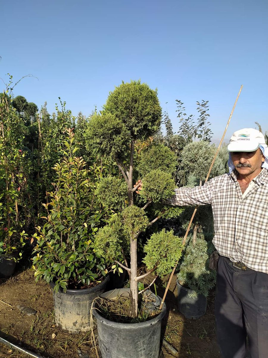 HasCicekFidan's tweet photo. (Limon Servi)
Latince :Cupressus macrocarpa
🌳🌳Has Çiçekçilik 🌳🌳
🍁🍁tüm arap ülkelerine ihracat🍁🍁
🌷🌷🌷🌷🌷🌲🌲🌲💯
🌿☘25 yıllık Tecrübemizle🌿🌿
Tel: 0 324 454 0442
Cep Tel: 0532 721 4211
Fax: 0 324 454 1349
bilgi@hascicekcilik.com.tr
Turkey.mersin https://t.co/IoIheVZASS