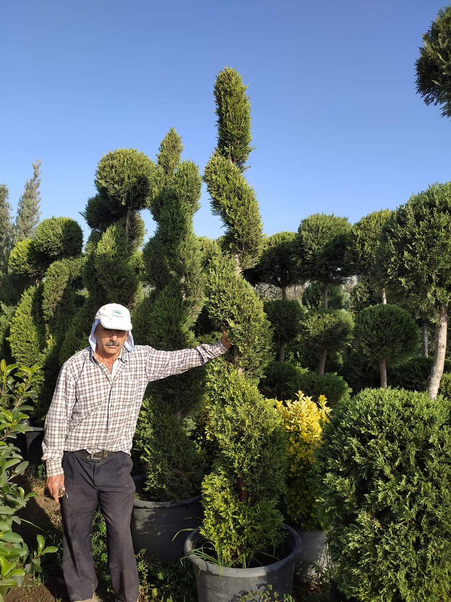 (Limon Servi)
Latince :Cupressus macrocarpa
🌳🌳Has Çiçekçilik 🌳🌳
🍁🍁tüm arap ülkelerine ihracat🍁🍁
🌷🌷🌷🌷🌷🌲🌲🌲💯
🌿☘25 yıllık Tecrübemizle🌿🌿
Tel: 0 324 454 0442
Cep Tel: 0532 721 4211
Fax: 0 324 454 1349
bilgi@hascicekcilik.com.tr
Turkey.mersin