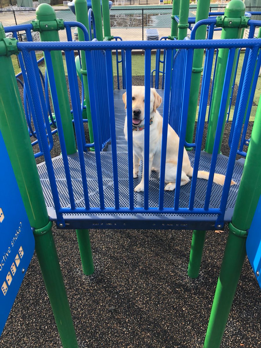 ECADServiceDogs's tweet photo. #Libby had so much fun playing on the playground with her #homefortheweekend family!!! Interested in becoming a #homehandler? Check it out -->  https://t.co/TRZESFzKTM https://t.co/GayTBOuHAU