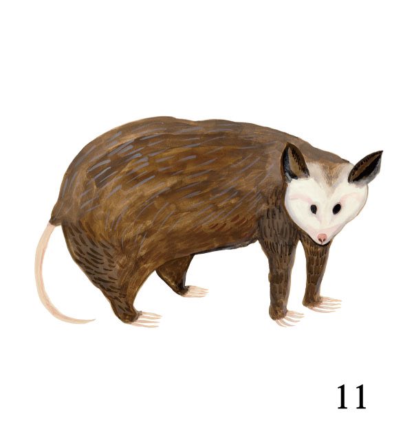 白い動物のtwitterイラスト検索結果