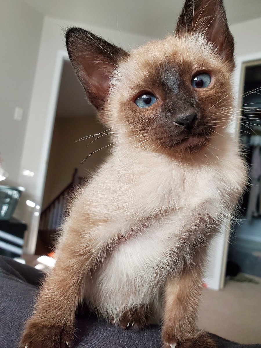 JaweedN's tweet photo. @IndianBeauty143 Meet chino https://t.co/pC4bVvDKhH