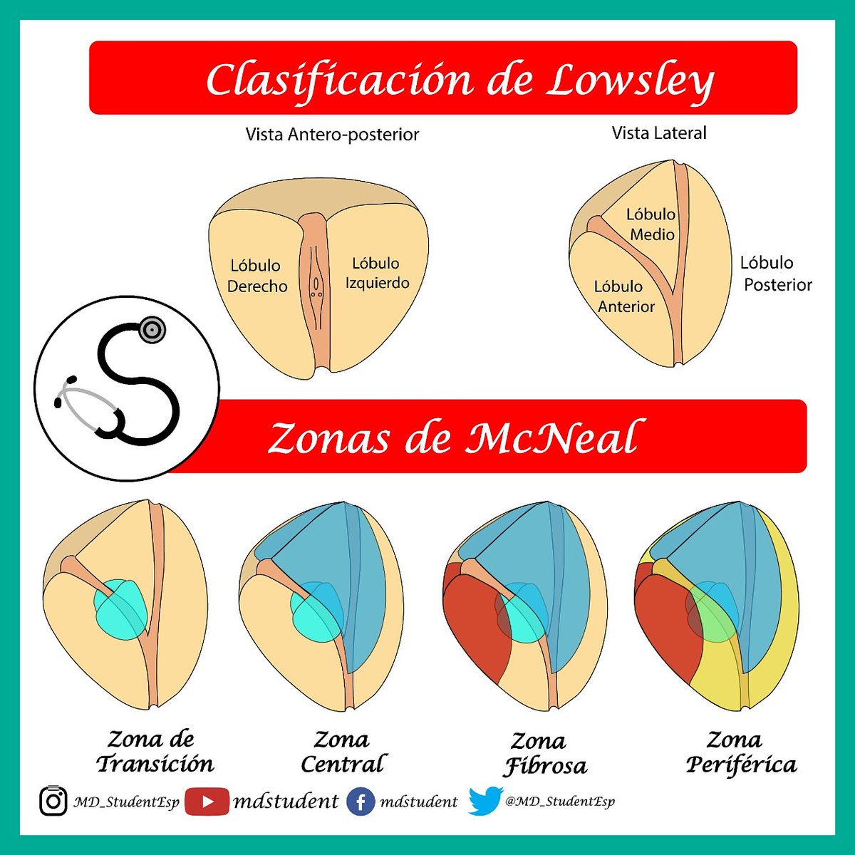 anatomia da prostata zonas)