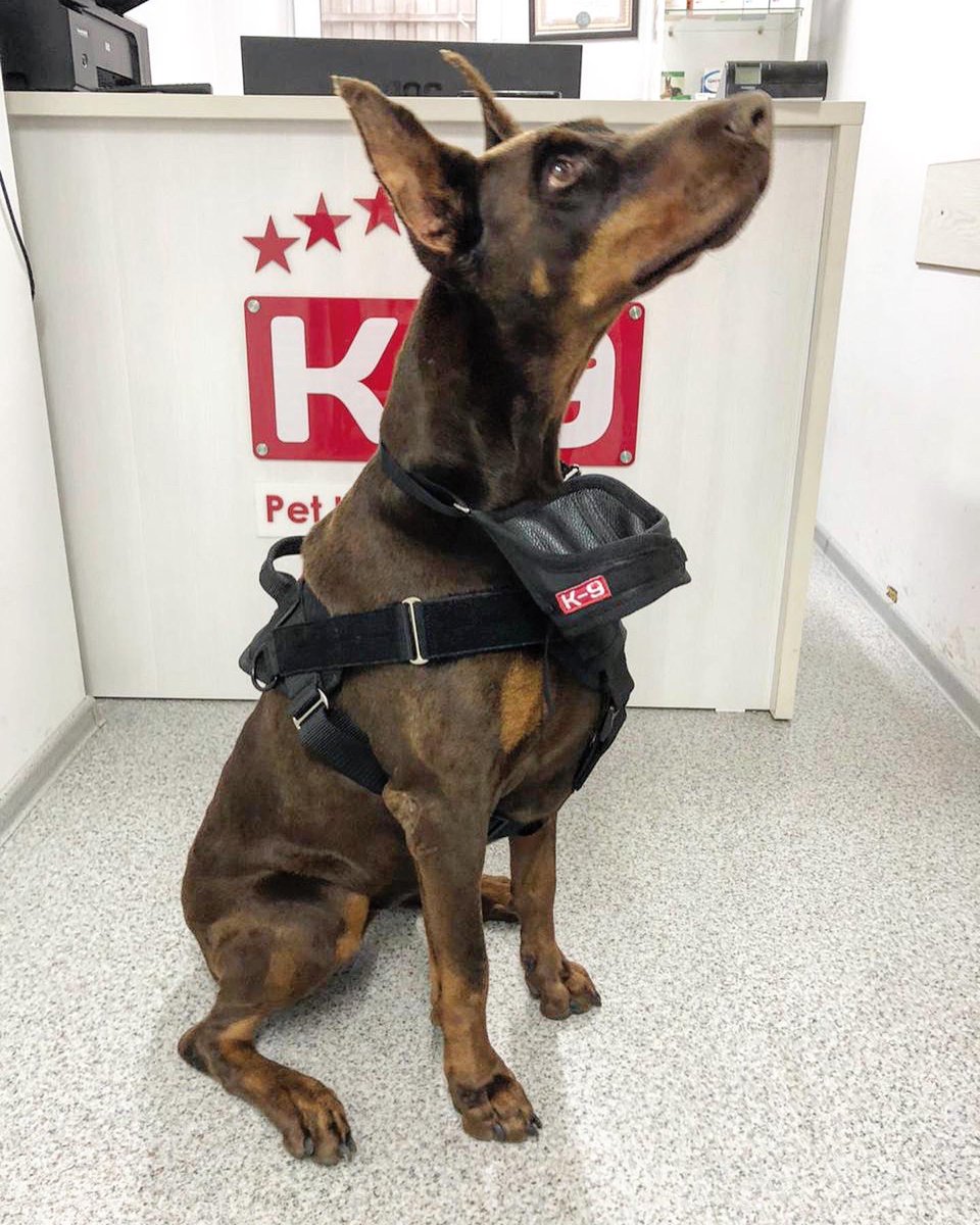 abcpets_kz's tweet photo. https://t.co/ouHajQWDCv handmade equipment for dog https://t.co/0ndYBCxiha