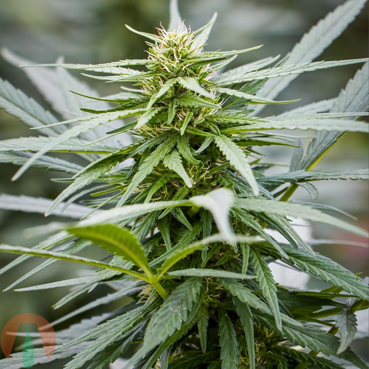 AlterraHemp's tweet photo. Janet's G is looking good right before harvest! That's a good looking CBG flower. Excellent yield on this variety!! #HempStartsHere #AlterraHemp #HempClones  #CBGClones #CBDClones #Hemp #ArizonaHemp #CaliforniaHemp #NewMexicoHemp #TexasHemp #NevadaHemp #UtahHemp https://t.co/HmNwEjcyzk