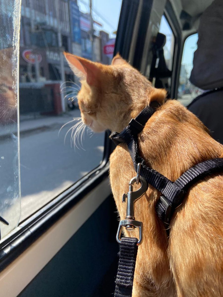 meowniacs's tweet photo. Holly is doing superwell in her forever home. Received updates from the adopters. 
.
.
.
.
.
.
#catlovers #gingergirl
#garden_walk #CatsOfTwitter #AdoptDontShop #AllSoulsDay #AnimalOfTheDay @PetaIndia @FIAPOIndia @CATStheGame @india @animal0lovers @MeetAnimals https://t.co/POWfEbiVZO