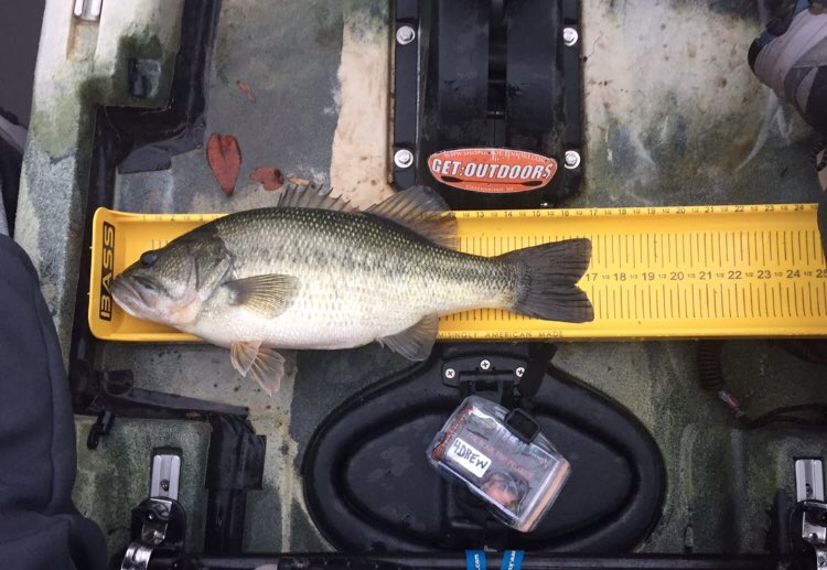 miacalva's tweet photo. Autumn - it’s my favorite season. The bass love it, too - look at the girth on this meatball I caught on a @sasquatchlureco chatterbait. That new Ketch board is great for Catch-Photo-Release fishing, too - the wide cradle is snug!
#ketchboards
#jacksonkayak
#CPRFishing https://t.co/69C6CD8TG3