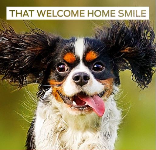 cavaliers of castlemar puppy mill