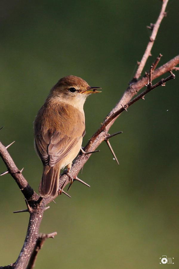 amabirdman's tweet photo. #SongBirdSunday #IndiAves
Booted Warbler clicked at Dharwad, Karnataka.
Clamourous Reed-warbler clicked at Chennai.
@IndiAves @OrnithophileI https://t.co/FVlEZSihrf