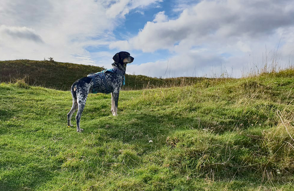 If any of you are in the Salisbury area (Wiltshire, UK) please look out for my daughter's dog. She ran off last night, frightened by fireworks. She is very distinctive and on medication for a blood disorder. Quite small - only about half a metre. Please share! #lostdog #salisbury
