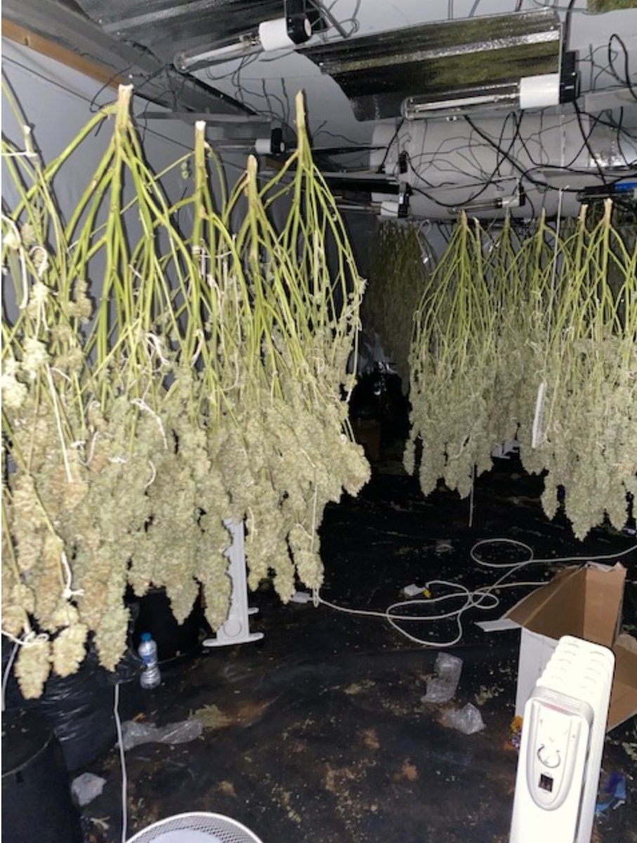 HumberbeatHULL's tweet photo. Cannabis factory discovered during warrant on #Witham, #Hull
If anyone suspects that drugs are being grown or dealt in their community please call us on 101 to report their suspicions - together we can make our communities #SaferForEveryone.
Read more: https://t.co/Pf2euiGumv https://t.co/YtB9QEbcCC