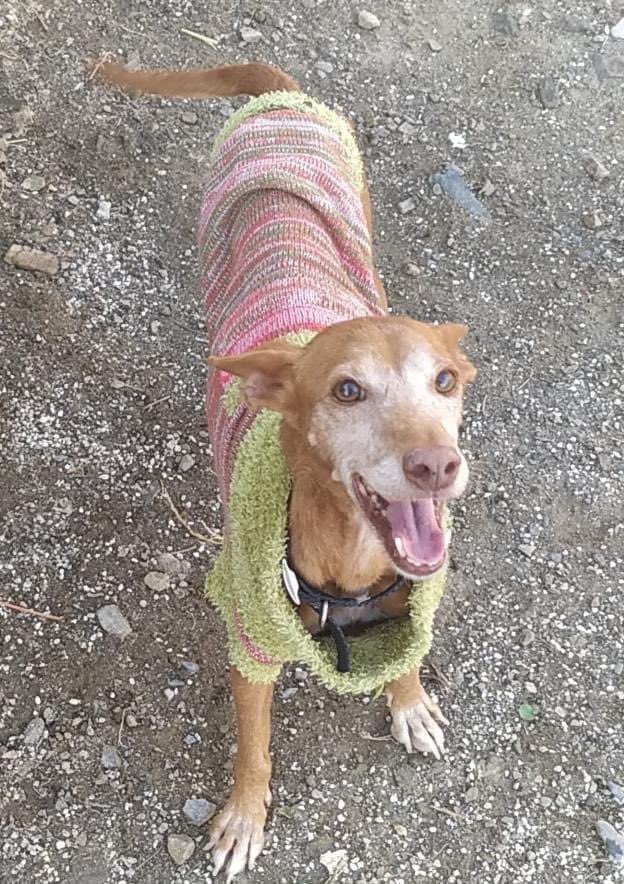 8-year-old sweet little Selene is very affectionate and friendly and deserves to live out her retirement in a home that loves her. Do you have room in your heart and on your sofa for this little love? #PINS #Rescue #rescuedog