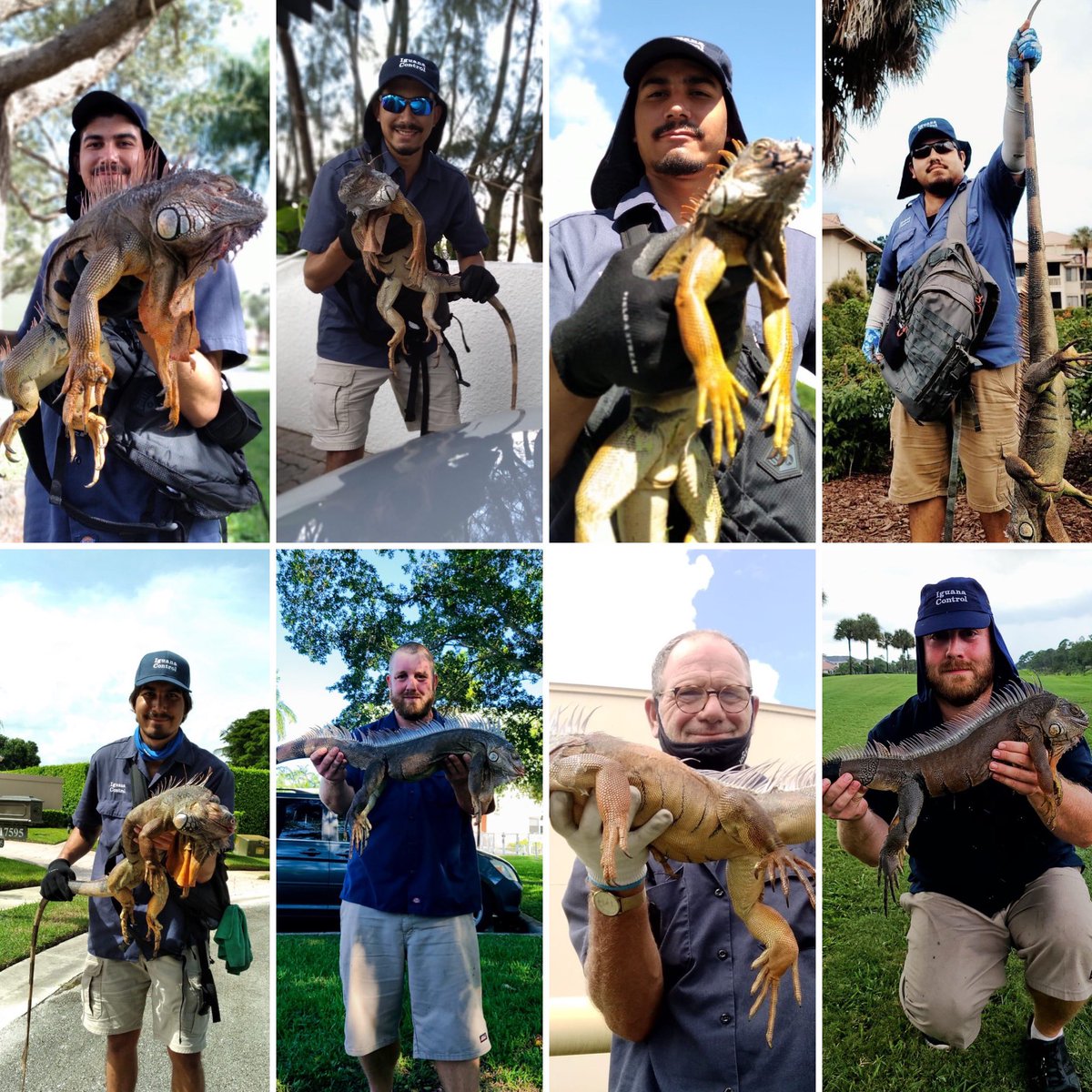 IguanaControl's tweet photo. You can count on Iguana Control for your Iguana Problem!
Call us for help at 855-525-5656
#iguanaflorida #greeniguana #iguanaproblem #iguanawild #iguanacontrol #coralspring #miami #southflorida #westpalmbeach https://t.co/nHHOy4RLpI