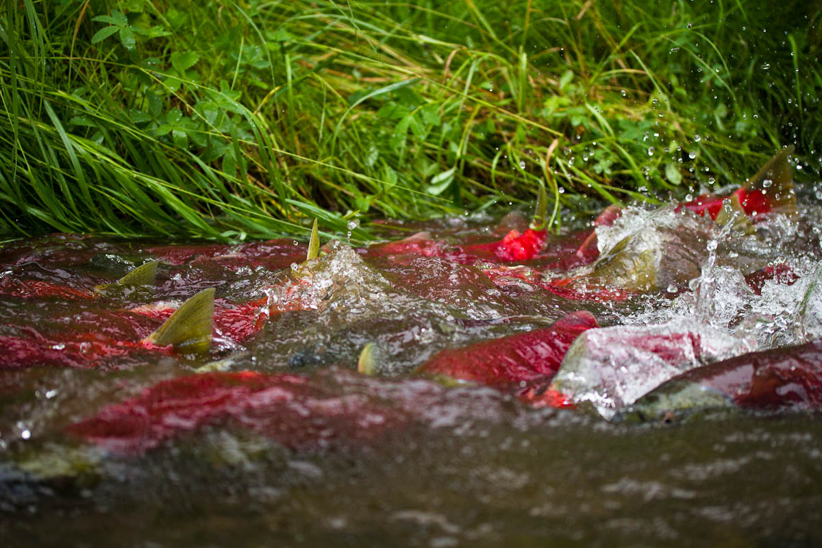 cdnsciencepub's tweet photo. "...this project has demonstrated that efforts to assess [Pacific salmon] biological status using imperfect and incomplete data are worthwhile." 

Read the #FishSci: https://t.co/1gZFT6Yudv
Get the summary: https://t.co/C0lTvX3dmO

📸: Jonny Armstrong via @salmon_net 
4/4 https://t.co/0qva79emyM