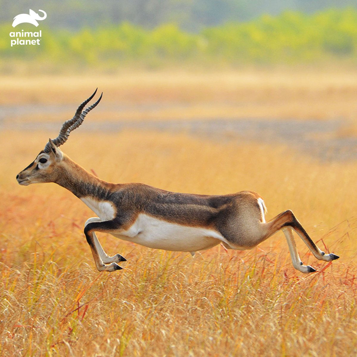 Animal Planet India on Twitter: Animal Planet India on Twitter: