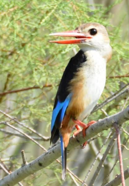 به  درویشی قناعت کن                            
که  سلطانی خطر  دارد 
زمین  را گر شوی  مالک 
طمع  بر  آسمان     داری 
به   وقت  مردنت  بینی
نه این داری نه  آن داری