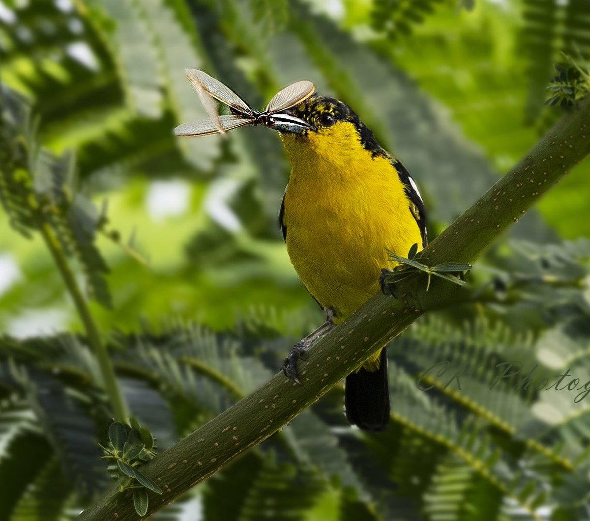 Chandrakala_RCK's tweet photo. Theย common ioraย (Aegithina tiphia)ย for #SongBirdSunday #indiaves #birdphotography #ThePhotoHour #birds #melagiris #TwitterNatureCommunity #BBCWildlifePOTD @Avibase https://t.co/62srRnsH6V
