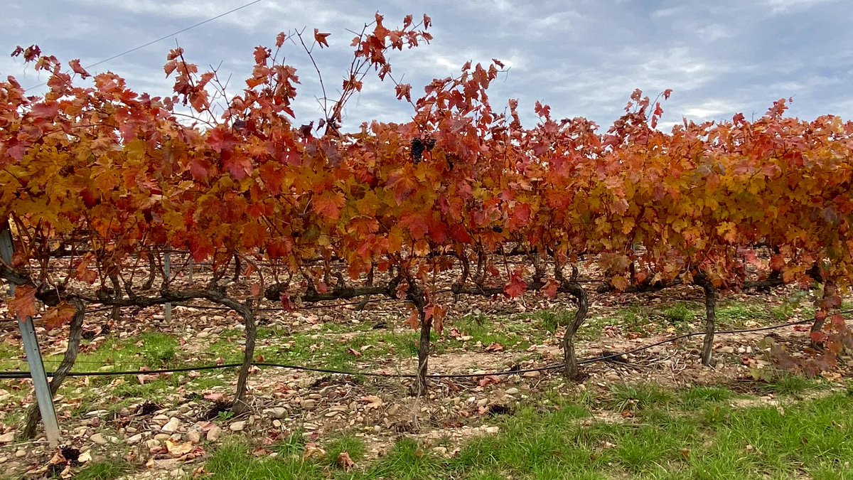 agarridoveg's tweet photo. ¿Se puede decir que vivimos en la tierra más bonita? ❤️🧡💛 #larioja #fotoadictos #lariojaturismo #lariojaapetece #photography https://t.co/94bdEop25M