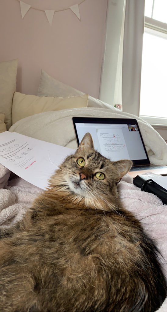AlainaDalheim's tweet photo. no one:
absolutely no one: 
me: omg wanna see some pictures of my cat https://t.co/oknyV1kdRv
