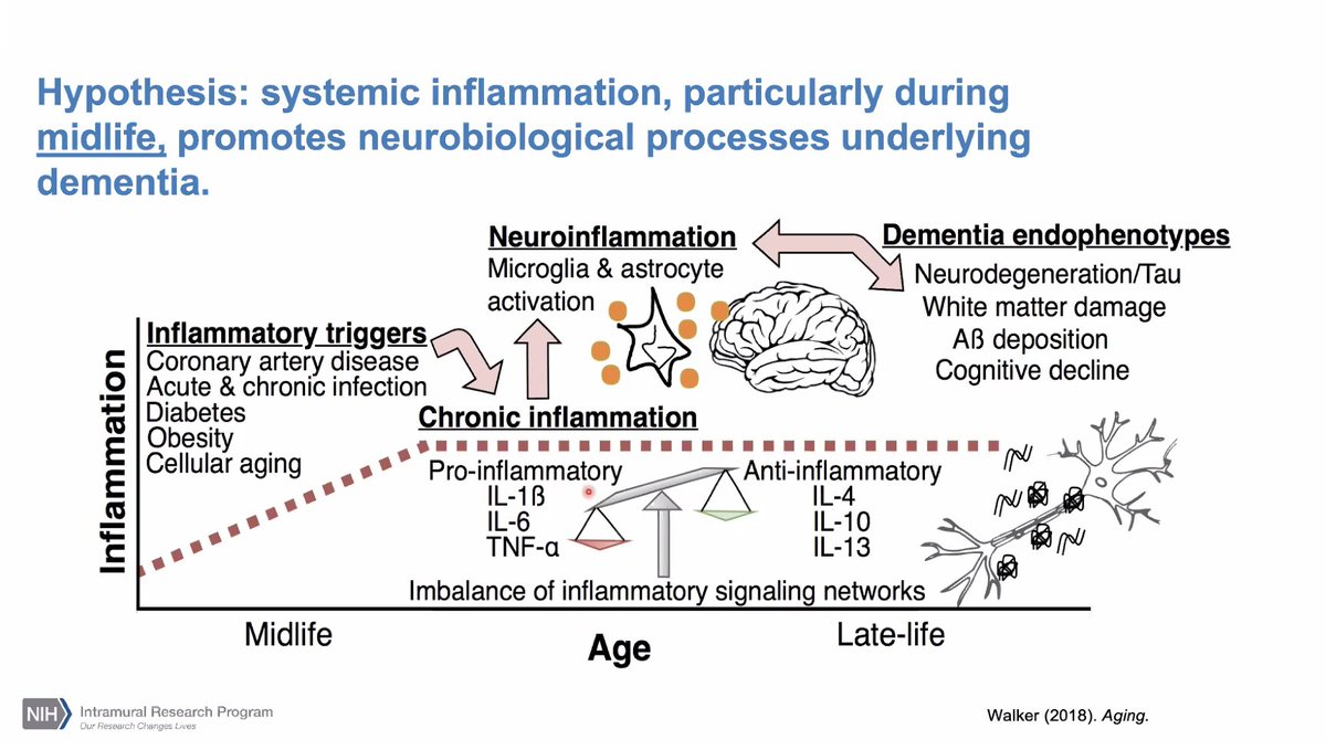 Another beautiful figure from Dr. Walker's research in  @AgingJrnl to show the hypothetic mechanism in which systemic inflammation can contribute to neurodegeneration.