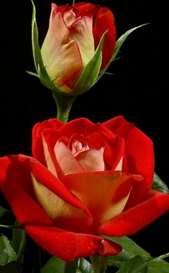 HamitKaraman9's tweet photo. #GÜZEL #İZMİR #GEÇMİŞ #OLSUN #ACINIZ #BİZİM #ACIMIZ
iyi akşamlar evarbaş arkadaşlar covid19 coronavürüsten korunmak devletin koyduğu kurallara uymak zorunlu uygun mesafe maske kullanmak ülkemiz ve dünya sağlığı için önemli lütfen maskelerinizi
ağız Burunları kapatmayı unutmayın https://t.co/Vl6UFgaT8A