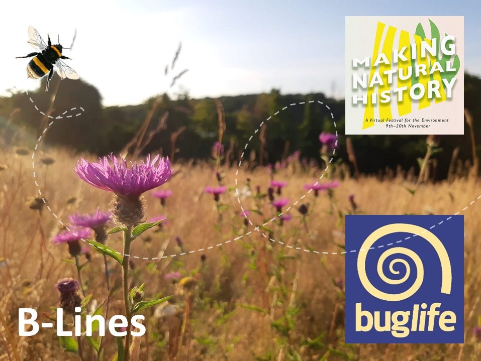 Join our insect pollinators, wildflowers and B-Lines talk at the virtual #MakingNaturalHistory event on 10th November at 5pm. 
Register for free to find out how you can help bees and other pollinating insects: crowdcast.io/e/buglife/regi…