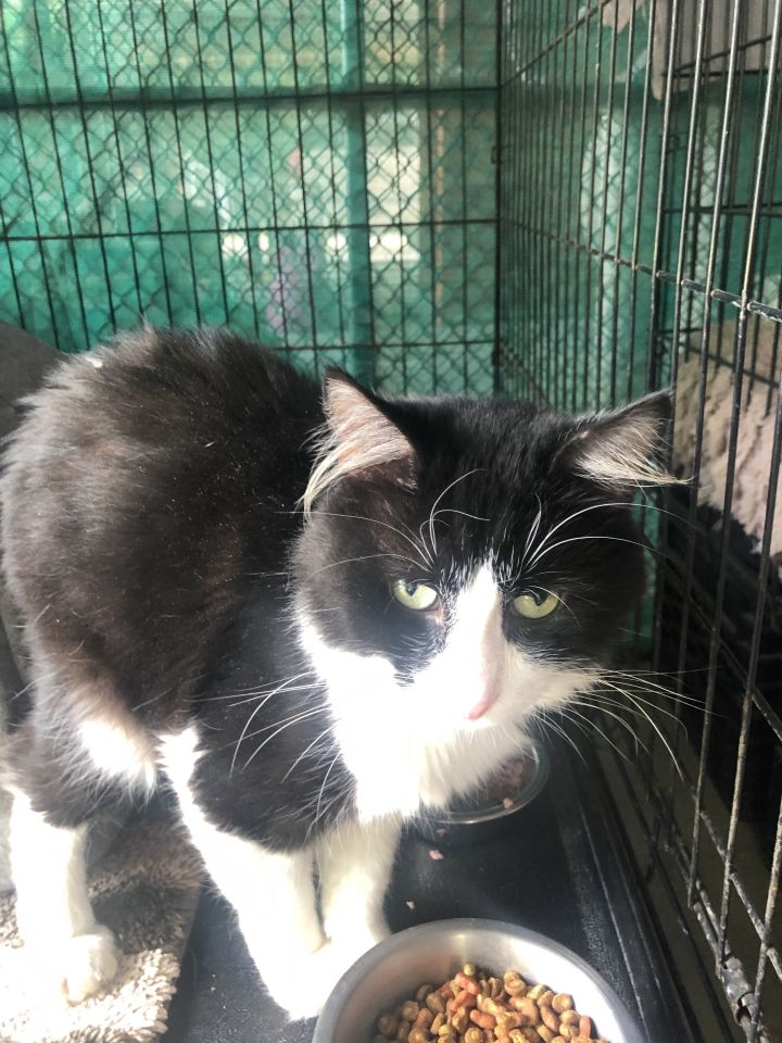 greene_humane's tweet photo. Meet Linus 🐈, he's a 2-3 year old domestic short hair that is looking fur his new home Linus is sweet and affectionate but also enjoys his own time in quiet. If you're interest in learning about Linus, click below!
https://t.co/dR4Cp5vElW https://t.co/DDJIKqmOQa