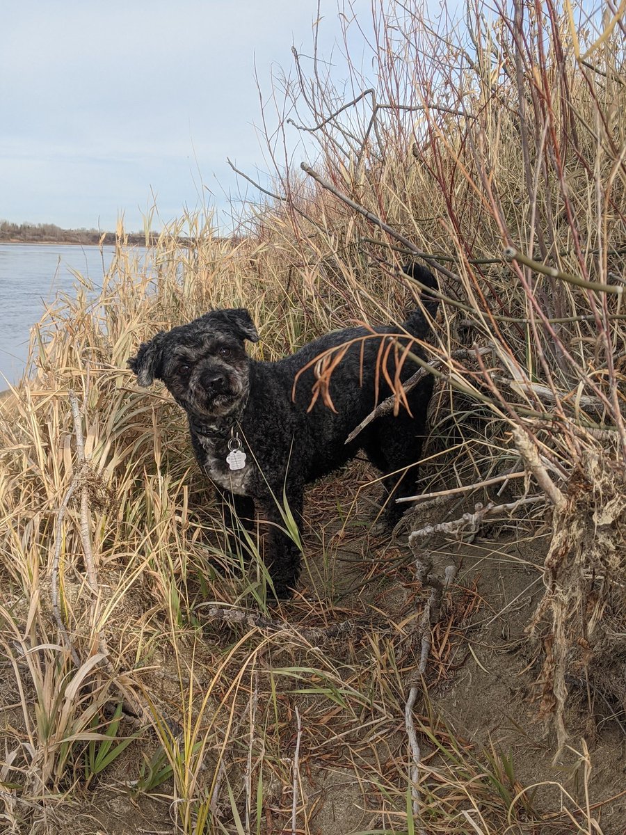 BaileyAndTheLa1's tweet photo. Bella had a blast today at #crocusprairie We decided to head down to the river this time and she couldn't contain her excitement!
-
#dogs #dogsoftwitter #adogslife #adventure #toughlife #woofwoof #shaggymonster #littlelambontheprairie #meewasin #yxe https://t.co/vqwlJVHe6S