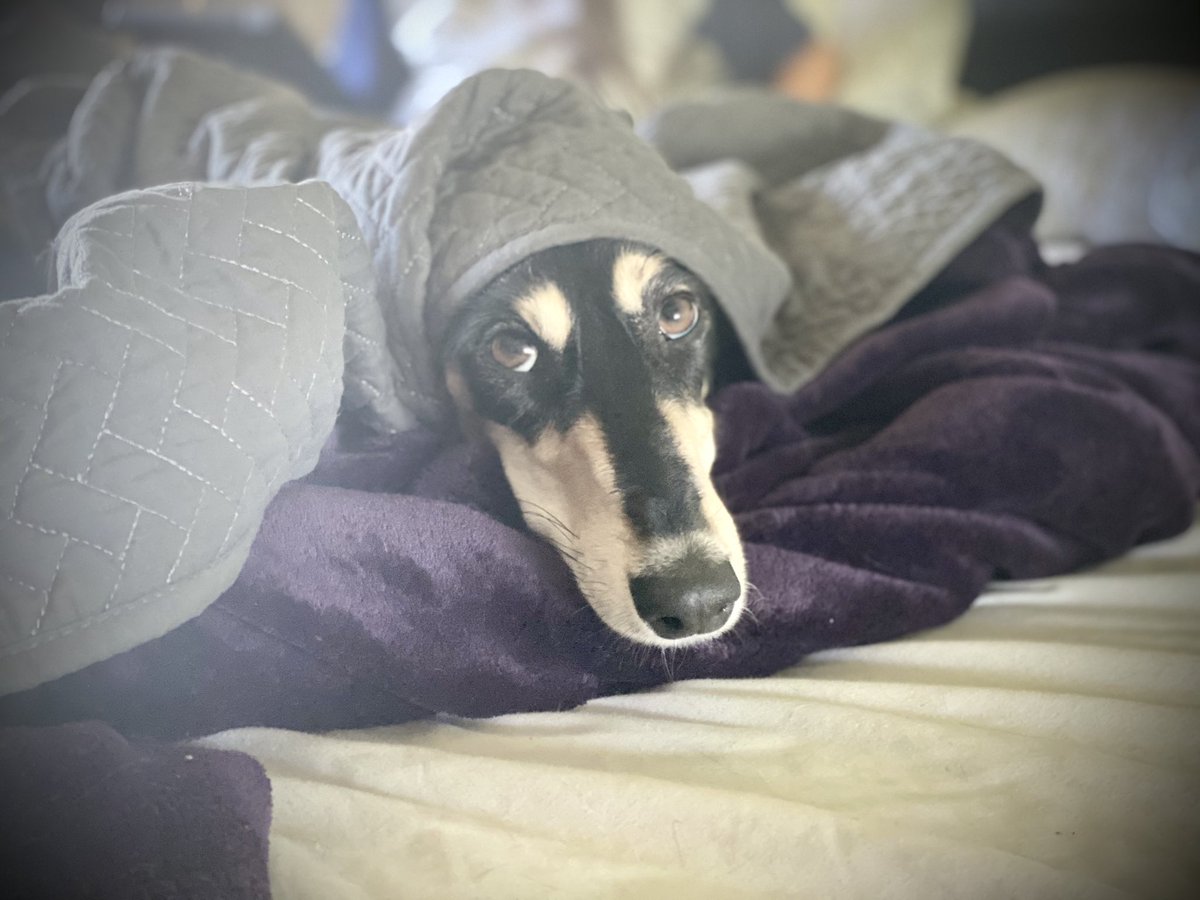 mpersandy's tweet photo. “Tell Cersei. I want her to know it was me...”
#missandei #notaGoTspoiler #salukis https://t.co/1NZGmugEom