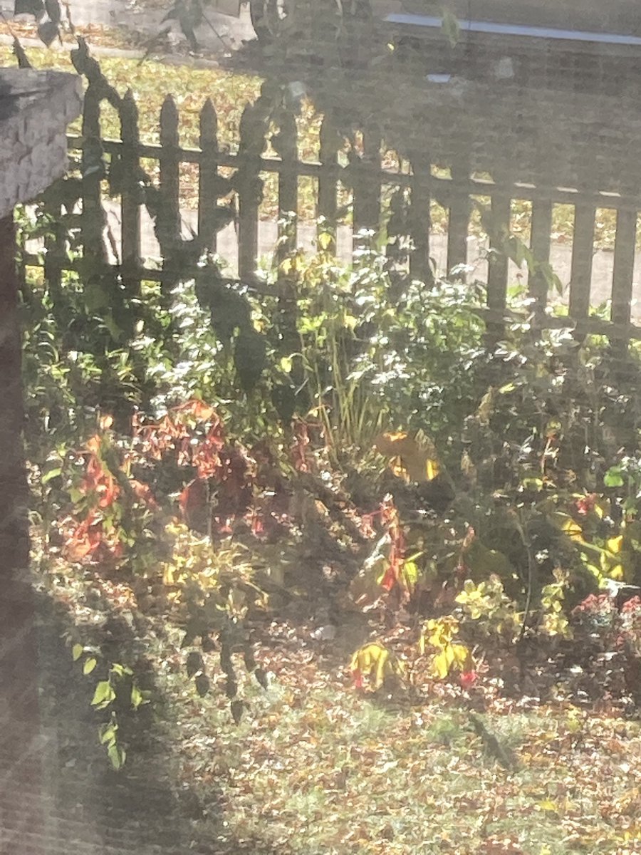 MichelleKogan's tweet photo. sun’s blaze diffuses
bits of November’s ambers,
but truths emerge, VOTE!
©️ 2020 Michelle Kogan #VoteBlue #poeticdiversion #haikuforhope #truth #fall #naturelovers #poem https://t.co/rAFVDG2Cj6