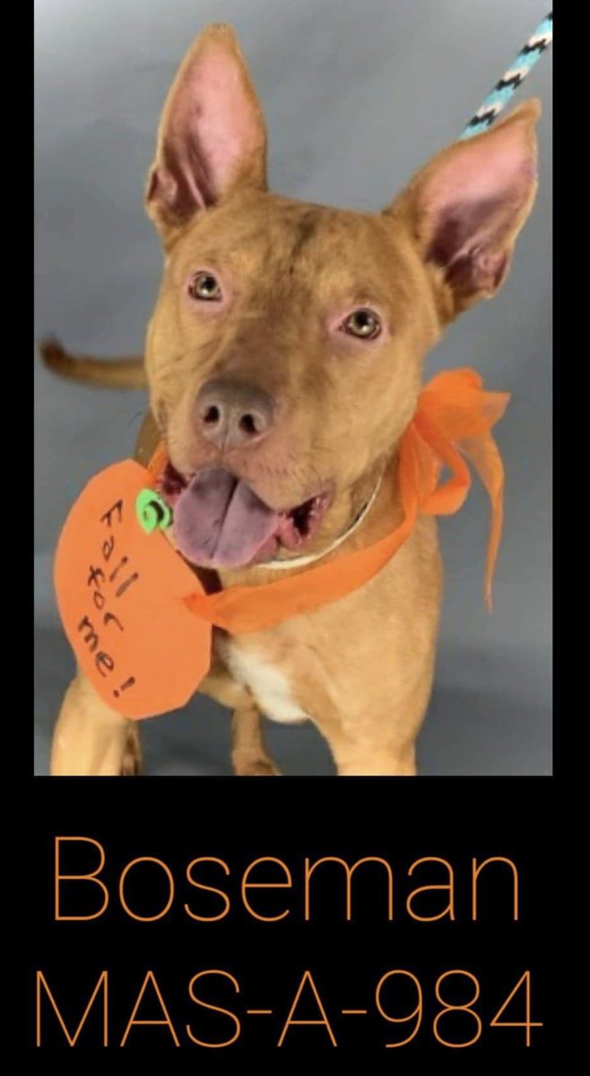 reddogsusie's tweet photo. #TN #MEMPHIS
๐๐STILL THERE Boseman 18mo super cute guy who is looking so much better after getting love & care at the shelter! Adores ppl & head butts for fuss! He just needs a decent human & home! Pls #ADOPT #PLEDGE #RESCUE #FOSTER #MASA984 https://t.co/SEuDWhIhJ0