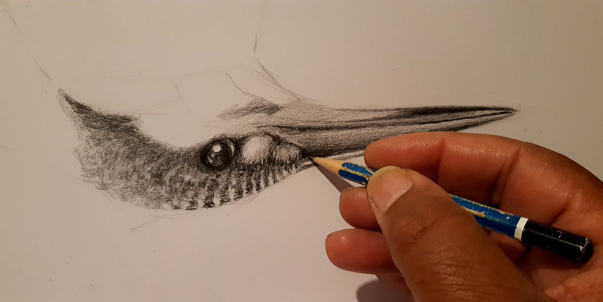 ArtofTonyNero's tweet photo. Some days I draw upside down when sitting in front of my young students, so they can see exactly what i'm doing...today was one of those days ๐๐ฝ๐จ #artistlife #pencilmagic #Kingfisher #wildlife #drawing https://t.co/gqruCuYpf6