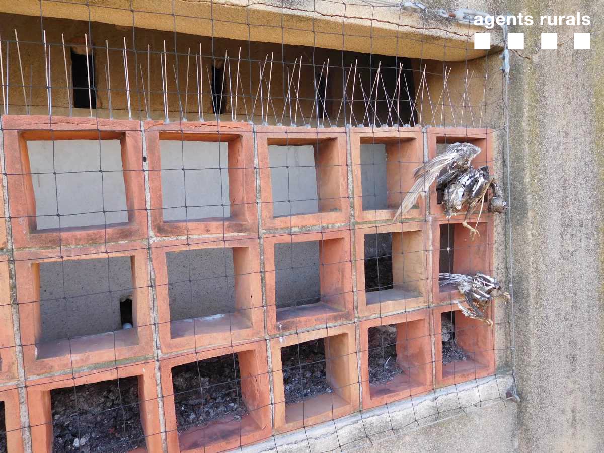 agentsruralscat's tweet photo. Membres del Grup de Suport de Muntanya retiren d'un edifici de Barcelona els cadàvers de coloms morts per la col·locació sense autorització d’una malla que va comportar, també, la destrucció d’un niu de xoriguers, fet que presumptament pot constituir un delicte contra la fauna. https://t.co/Z1S9MObG7i