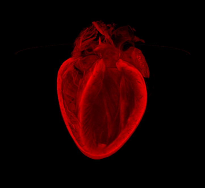 Qual è la vera vittoria, 
quella che fa battere le mani 
o battere i cuori?

PIER PAOLO PASOLINI

#anniversario #PierPaoloPasolini