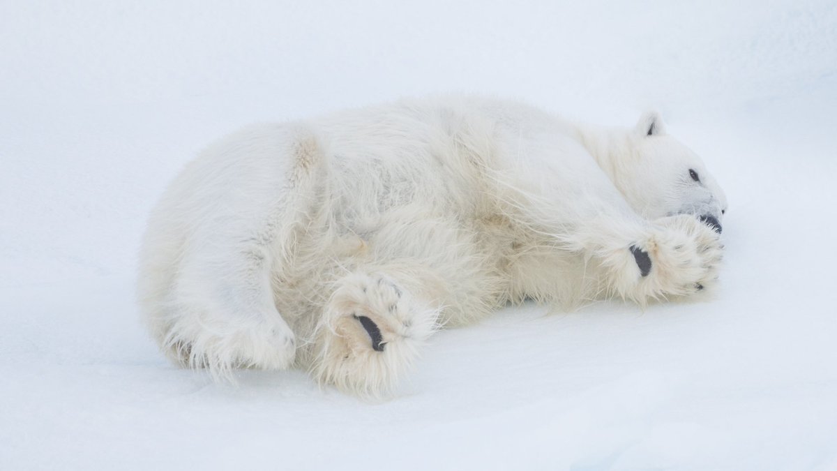 At Polar Safety &amp; Logistics we are experienced in managing the complex risks associated with working in the same environment as this incredibly beautiful animal.
Understanding and respecting Polar Bears and their behaviour is paramount to conducting safe operations in the Arctic.