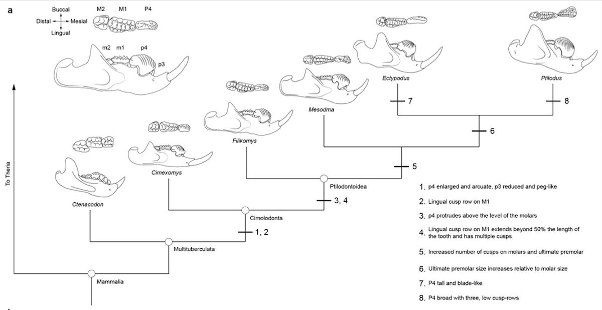 We describe new  #multituberculate  #mammal  #fossils from the site, all belonging one species,  #Filikomys primaevus (new genus). For the  #MesozoicMammals lovers amongst us, this taxon helps resolve some persistent taxonomic issues (checkout the Supplement!)