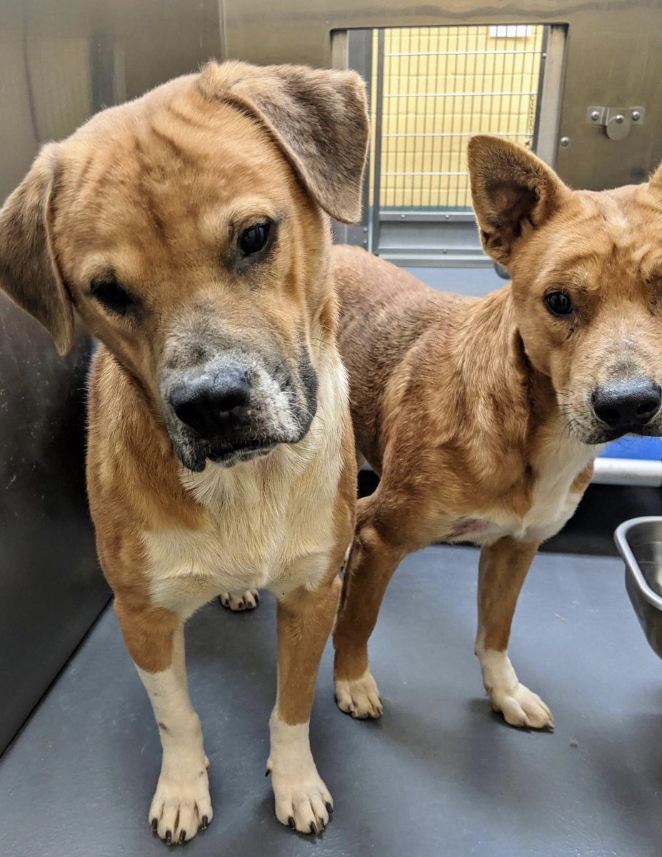 #TN #MEMPHIS
🆘🆘CODE RED Droop 5yo hw- &amp; Boots 3yo hw- TWO OF TEN FRIGHTENED DOGS THAT CAME IN FROM THE SAME HOME! This sweet scared pair need #RESCUE #FOSTER &amp; #PLEDGES PLS HELP #MASA1235 #MASA1237
facebook.com/18216482414803…
facebook.com/18216482414803…