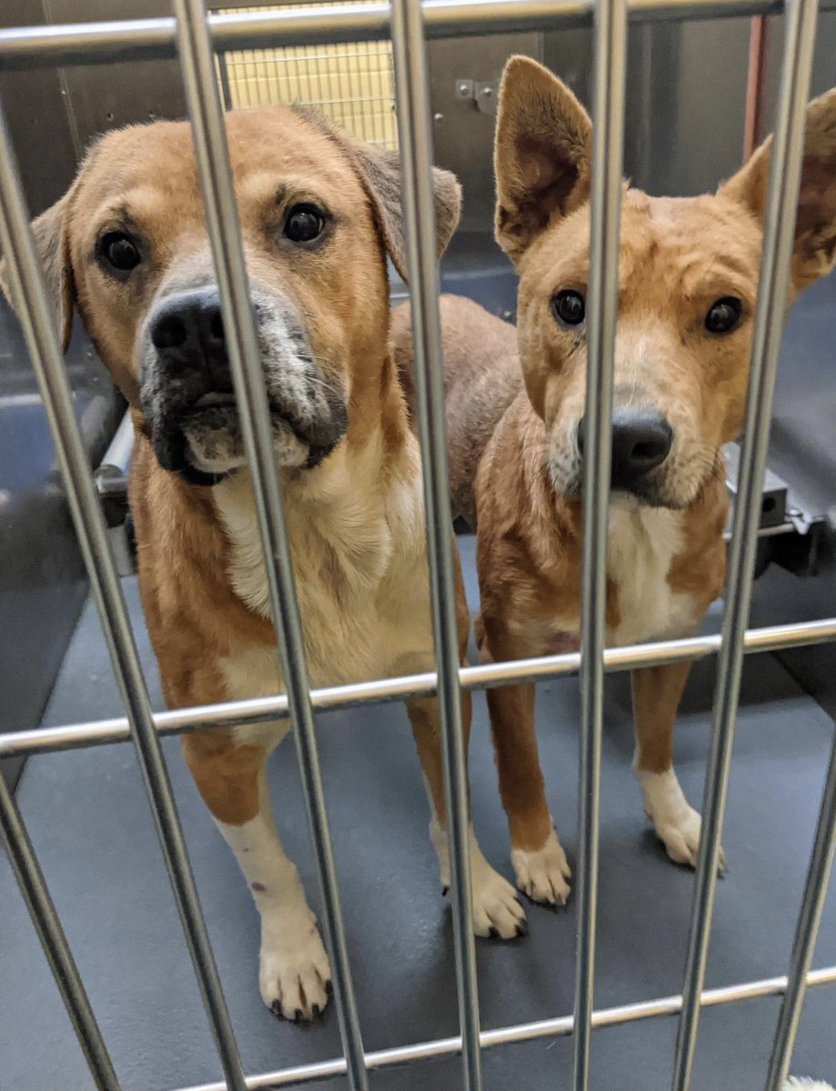 reddogsusie's tweet photo. #TN #MEMPHIS
🆘🆘CODE RED Droop 5yo hw- &amp; Boots 3yo hw- TWO OF TEN FRIGHTENED DOGS THAT CAME IN FROM THE SAME HOME! This sweet scared pair need #RESCUE #FOSTER &amp; #PLEDGES PLS HELP #MASA1235 #MASA1237
https://t.co/5PENDWqfgy
https://t.co/fQussdKE2h https://t.co/CTBfHpS022