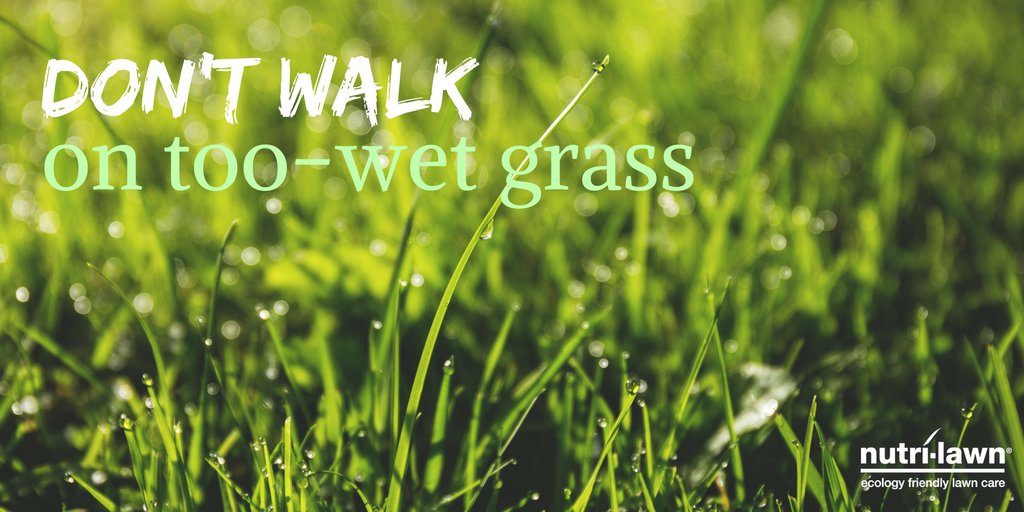 NutriLawnVan's tweet image. If heavy rain or sleet has your lawn extra wet, try not to walk on it. Extra pressure will leave your soil more #compacted, giving it less chance to take in important nutrients. 💦

Grab your FREE Fall Lawn Guide: hubs.ly/H0z4J5g0