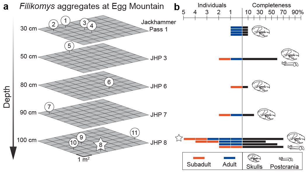These multi-individual aggregates occur throughout the  #EggMountain quarry, but are especially concentrated at one horizon. All specimens from this horizon are exceptionally complete and preserve individuals of different ontogenetic ages
