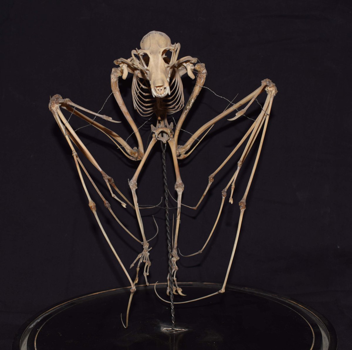 TeviotPlace's tweet photo. Flying into the new week after Halloween, it's one of our favourite specimens in the @TeviotPlace collection, the skeleton of a Fruit Bat, also known as a Megabat (which certainly gives it more of a #CapedCrusader feel) [Our Ref: 3336] #bats #Batman https://t.co/hgay0e99Fq
