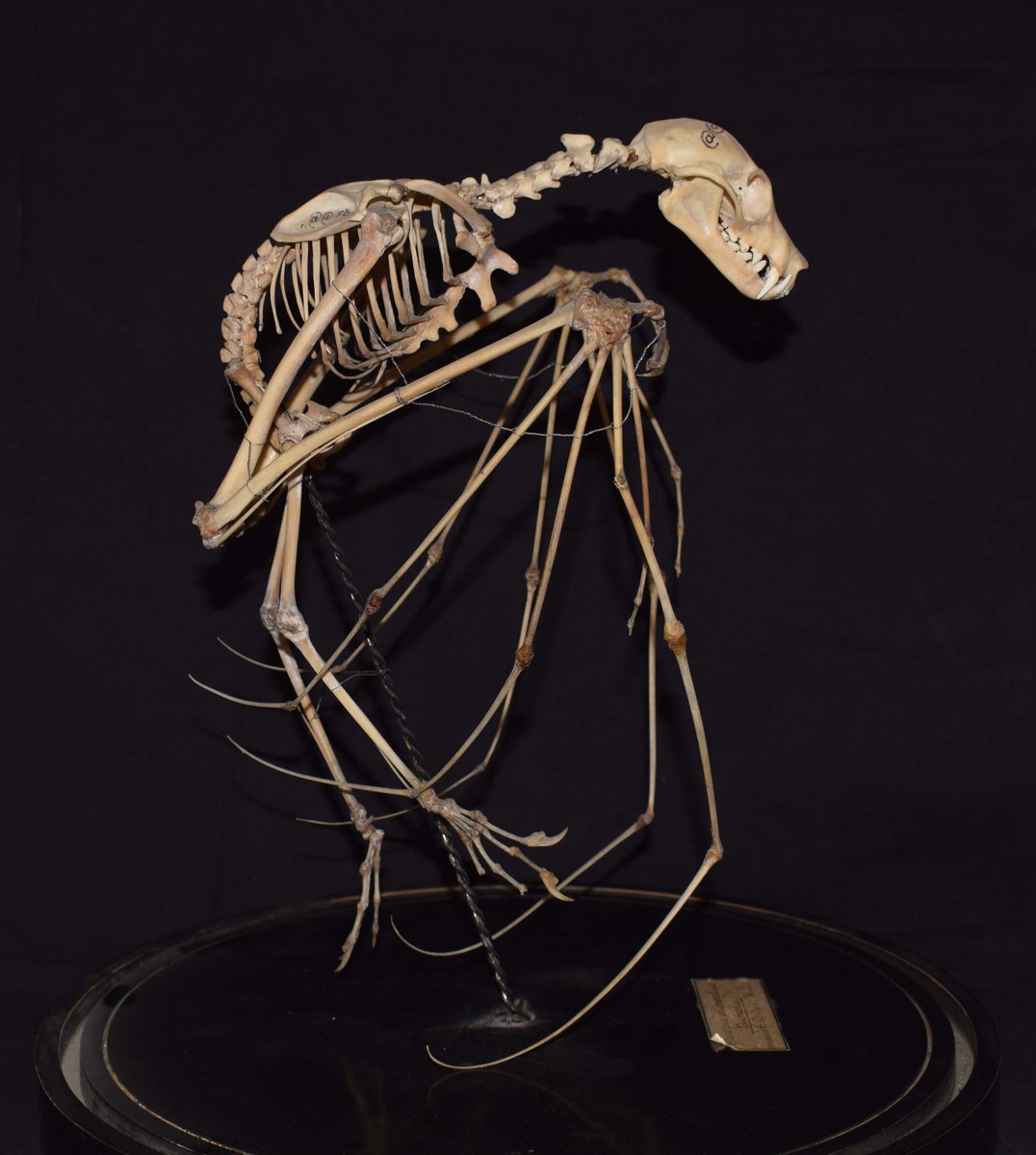 Flying into the new week after Halloween, it's one of our favourite specimens in the <a href="/TeviotPlace/">AnatomicalMuseum</a> collection, the skeleton of a Fruit Bat, also known as a Megabat (which certainly gives it more of a #CapedCrusader feel) [Our Ref: 3336] #bats #Batman
