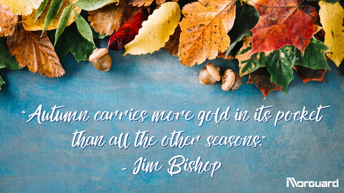 We hope you have a golden November. ✨ May this new month be filled with more gratitude, joy, and peace than those previous. 🍂 #MondayMotivation #MorguardApartments