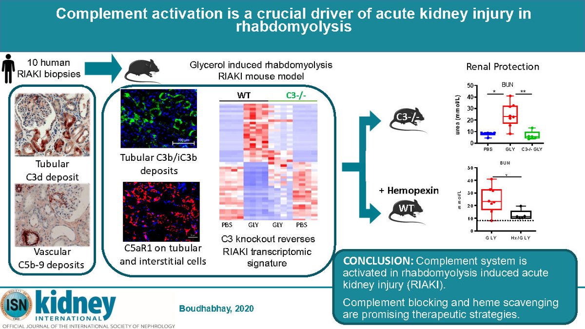 InsermIDF's tweet photo. #Rhabdomyolyse : vers une nouvelle piste pour traiter l'insuffisance #rénale aigüe ?

Félicitations à Lubka @roumenina, chercheuse @Inserm au @CRCordeliers qui publie cette étude dans @Kidney_Int 📚👏

L'article ▶️: https://t.co/kXUFKjpA91 https://t.co/UpIAFXlzcQ