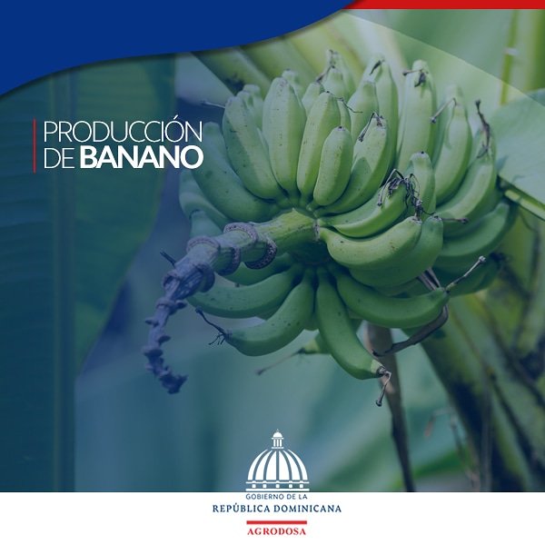 agrodosard's tweet photo. La República Dominicana es un importante productor de banano, tanto a nivel nacional como internacional, especialmentel del orgánico. Este rubro agrícola es uno de los más consumido en nuestro país y es un producto básico de la alimentación en la dieta del dominicano.

#Banano https://t.co/SAz6UTrpFr