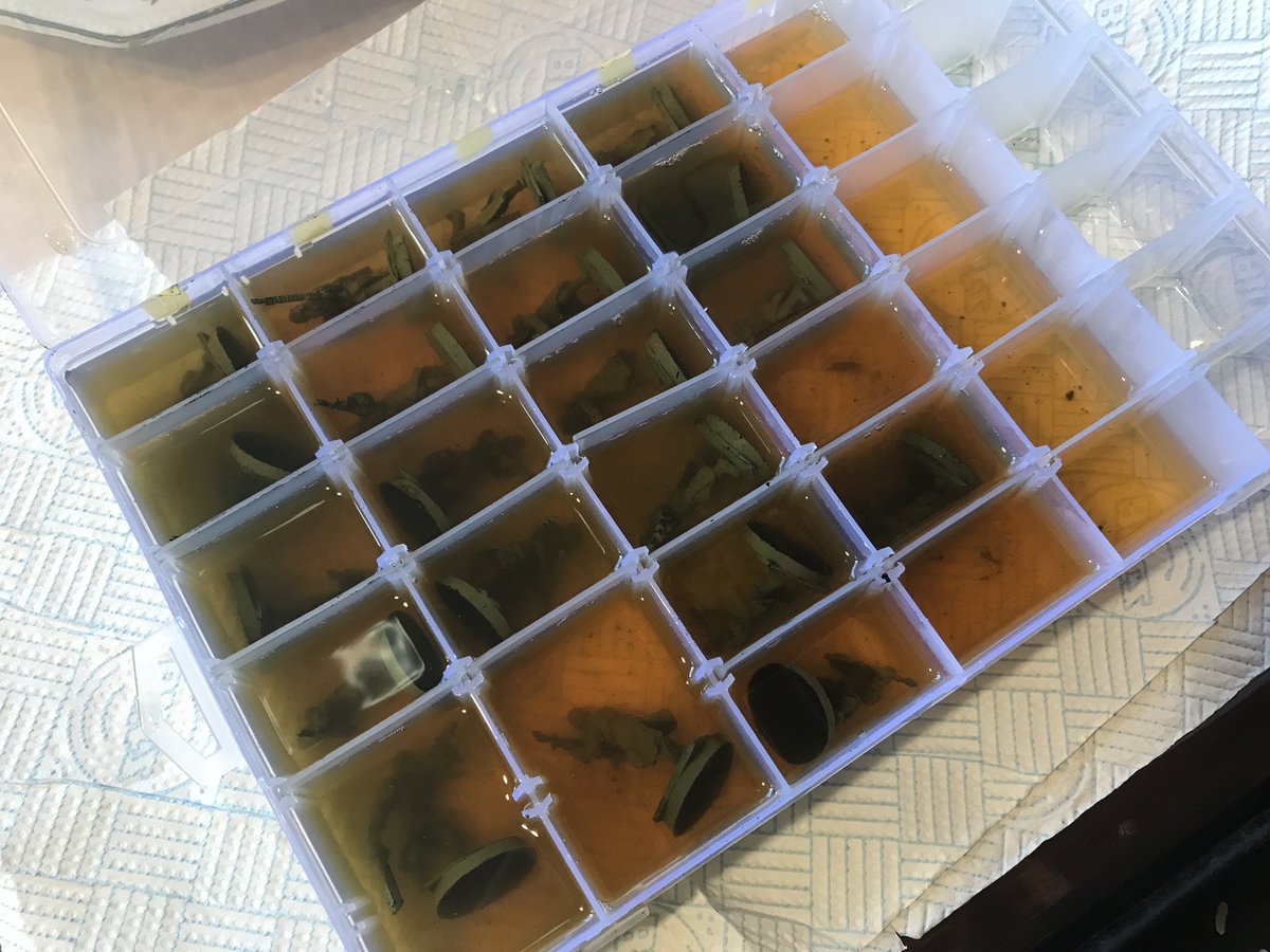 gurufoxx's tweet photo. Time to give my 20 eBay rescue Death Korps a Dettol bath! The sorting tray means I won't end up with a pile of disassociated arms should the Dettol kill the CA glue ^_^ #paintingminiatures #40k #modelmakingguru #warhammer40k #Forgeworld #DeathKorps #DeathKorpsofKrieg #Krieg https://t.co/6CkRyWLBNY