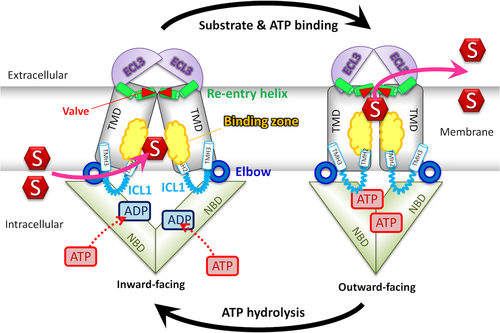 FEBS_Letters's tweet photo. Review: a tale of two #ABCtransporters - picky #ABCG5/G8 and promiscuous #ABCG2 →https://t.co/1GDGBXHyWf #membraneproteins #membranetransport #structuralbiology #lipidtransport #lipidbiology #lipidresearch #drugresistance https://t.co/cDjQwUQF5E