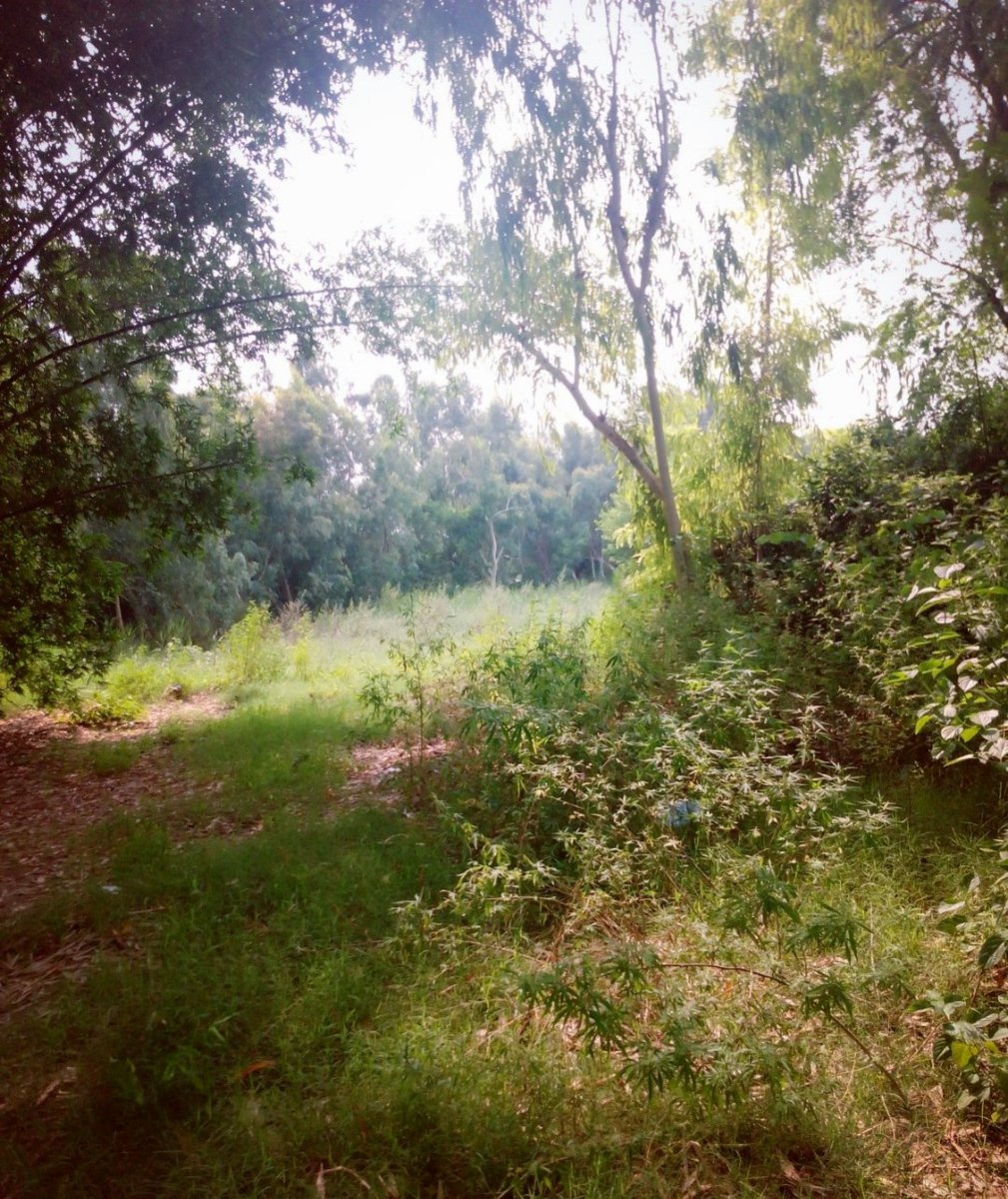 Walking in the woods and discovering a new world will have a positive impact on your mood ❤️
#mentalhealth #MentalHealthAwareness #woods #Greenland #NaturePhotography #nature #akphotography #PositivePsychology #PositiveVibesOnly #connectionwithnature