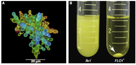 If you didn't catch it before, you can read our new 
<a href="/CurrentBiology/">Current Biology</a> paper on clonal/aggregative multicellularity here for free: authors.elsevier.com/a/1c02Z_LsQSOq…

Perhaps more importantly- check out the excellent Dispatch article by <a href="/elizostrow/">Elizabeth Ostrowski</a> here! 
sciencedirect.com/science/articl…